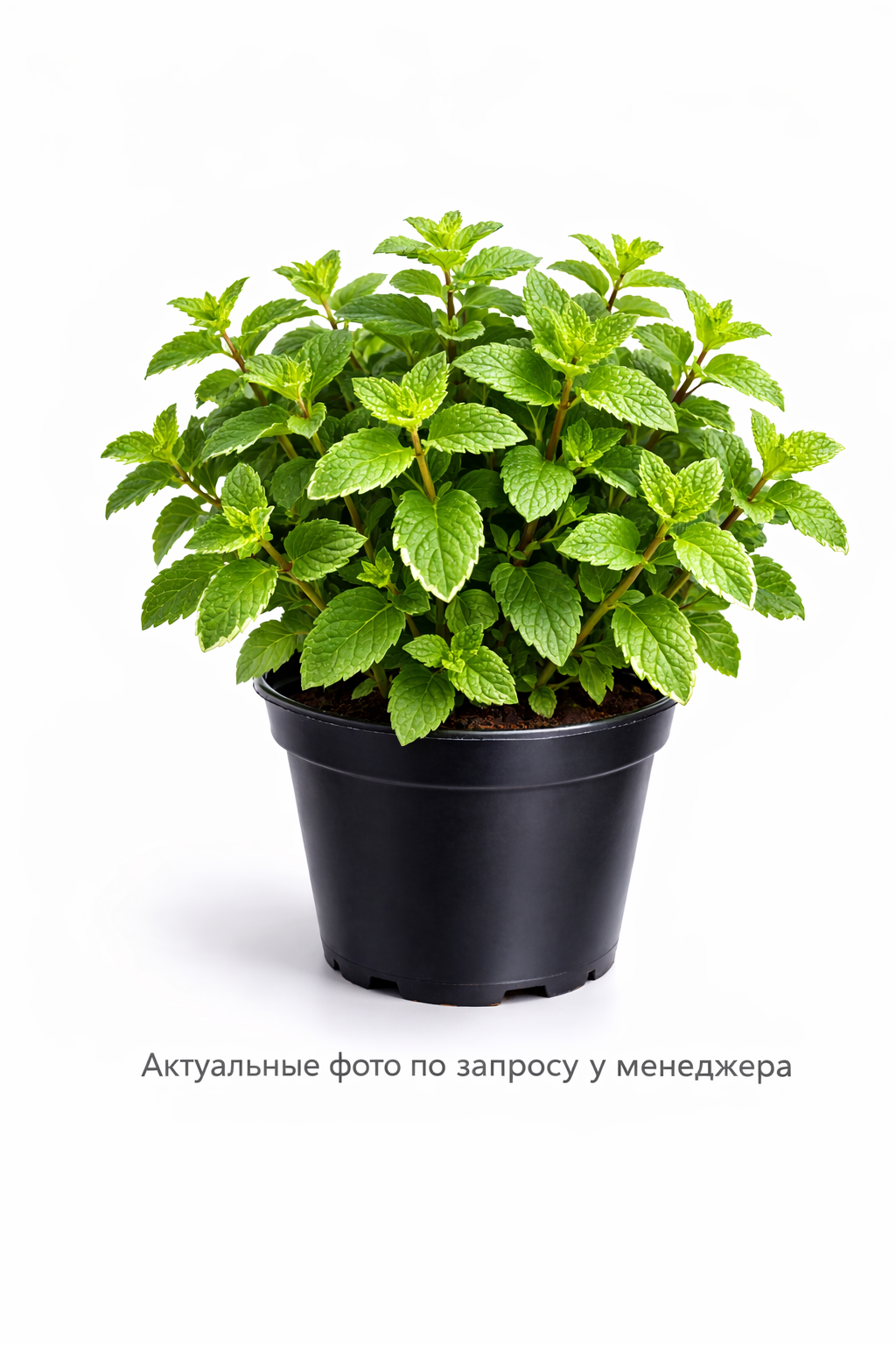 Мята мандариновая