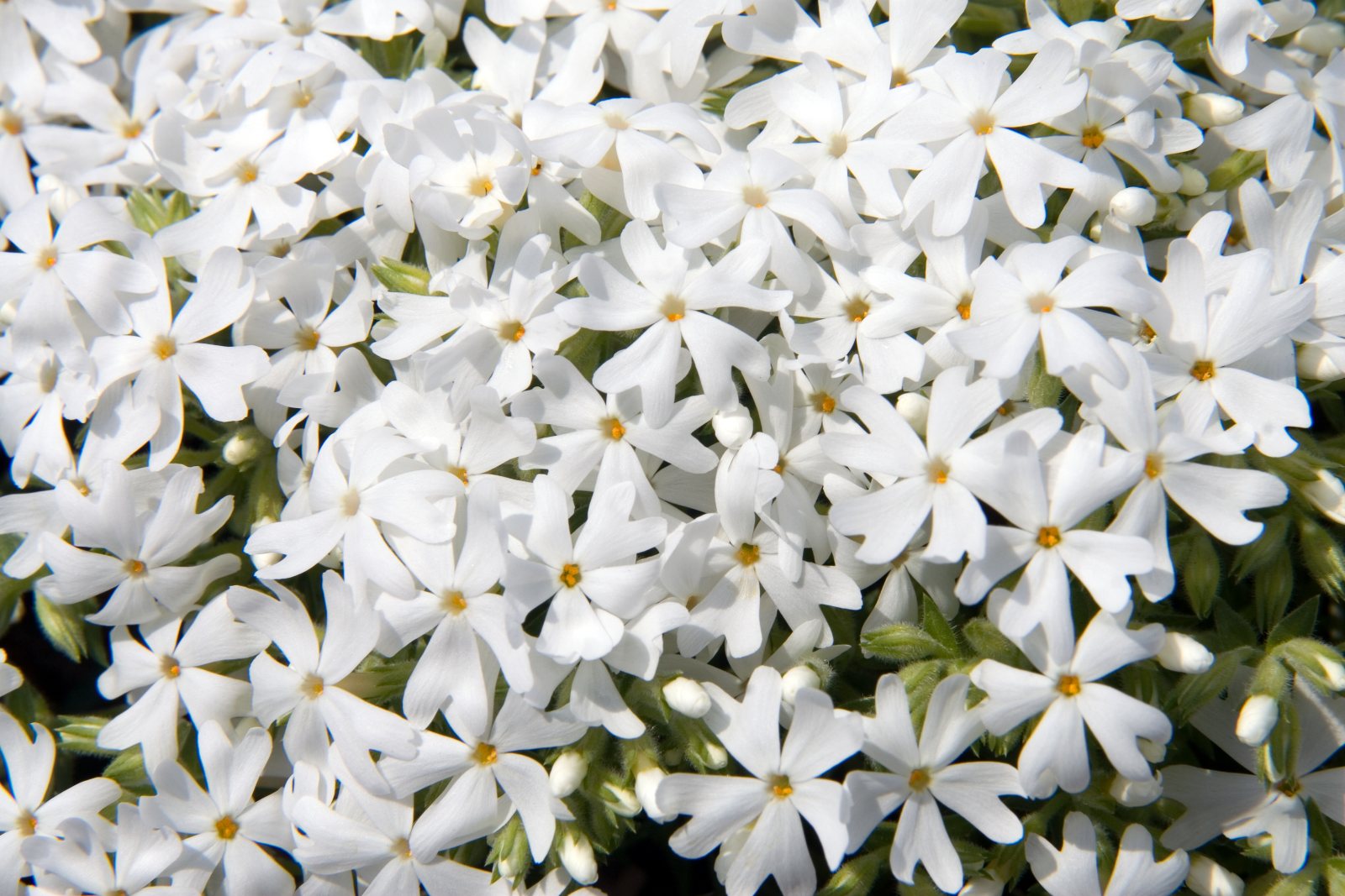 Флокс шиловидный Snowflake