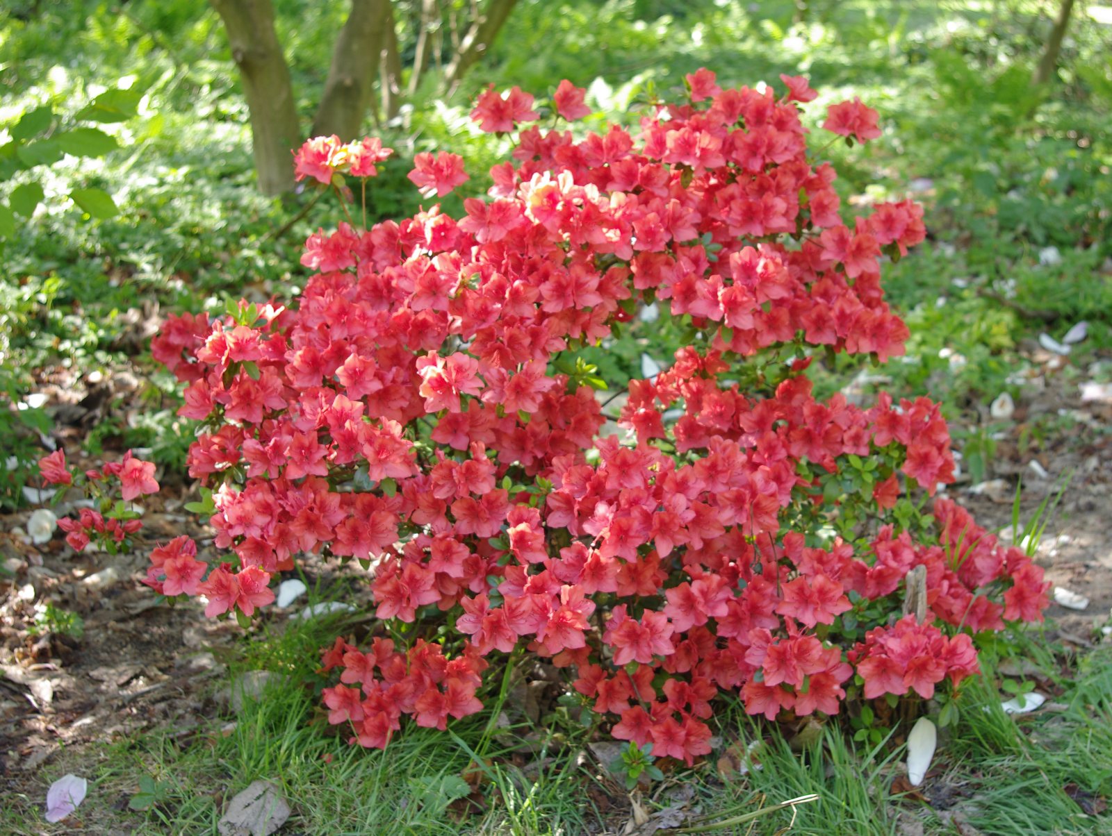 Рододендрон Вискосум