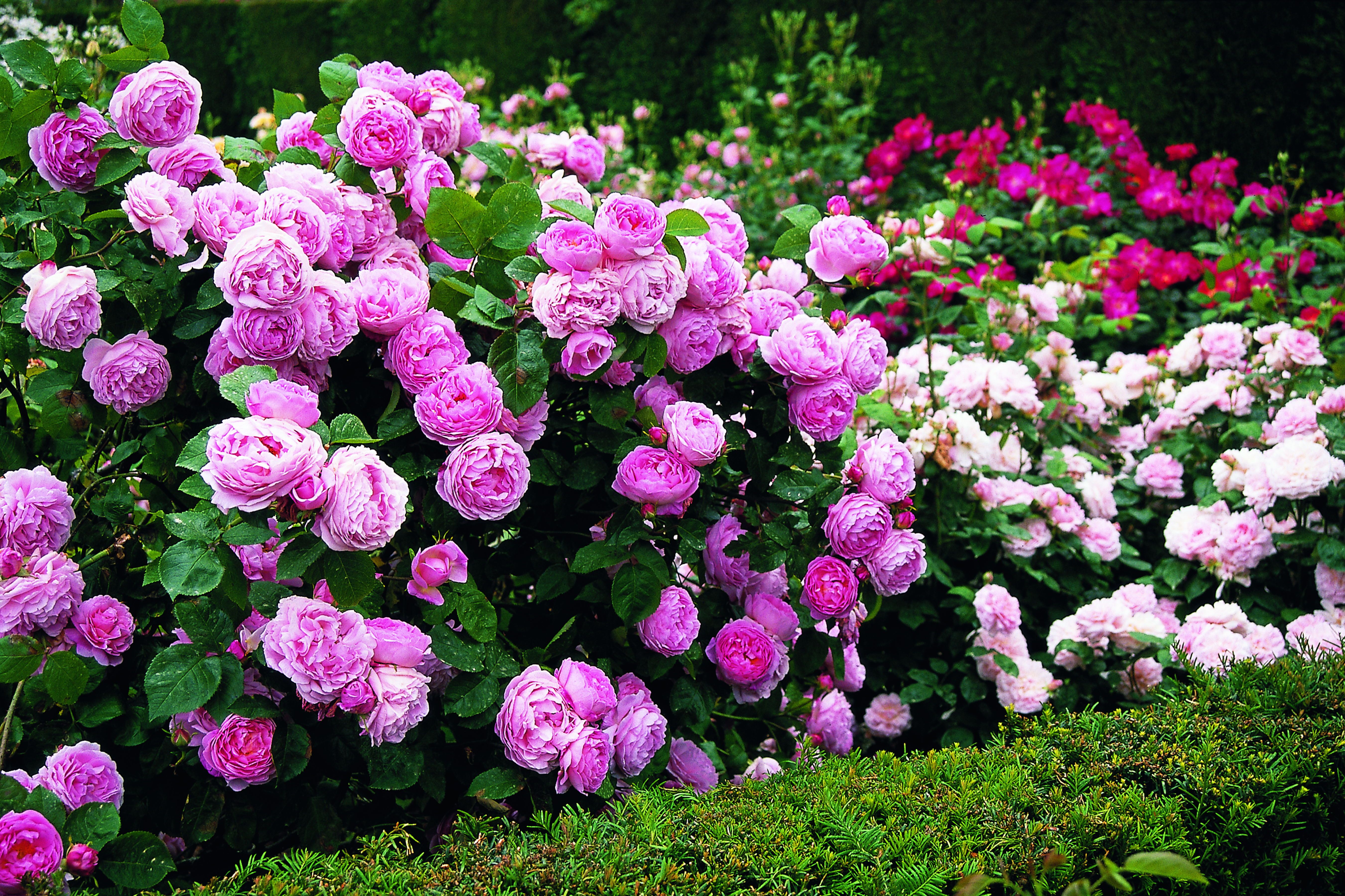 Роза Констанке