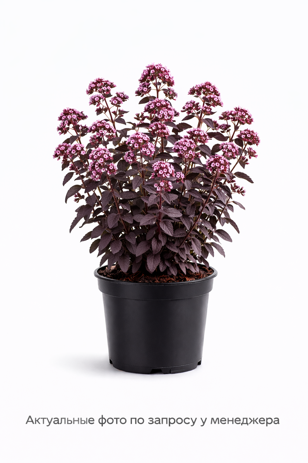 Душица обыкновенная Diabolo