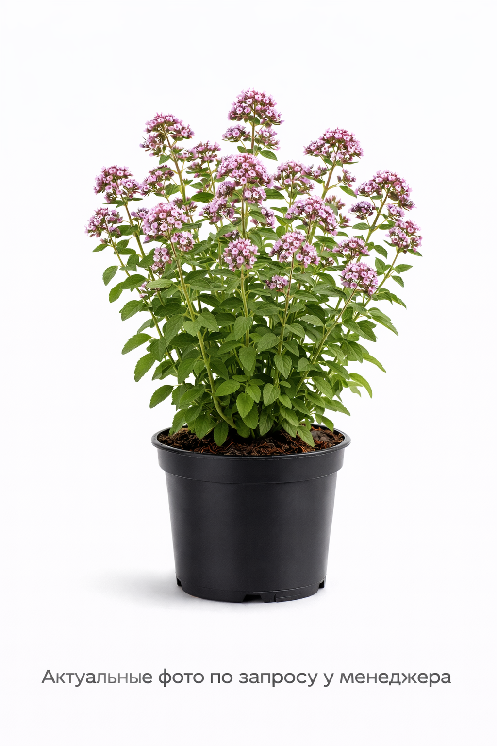 Душица обыкновенная Margeritha