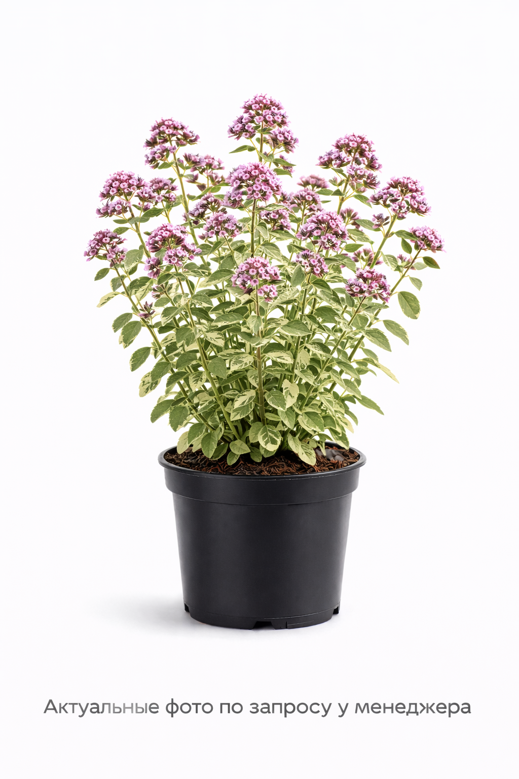 Душица обыкновенная Variegatum