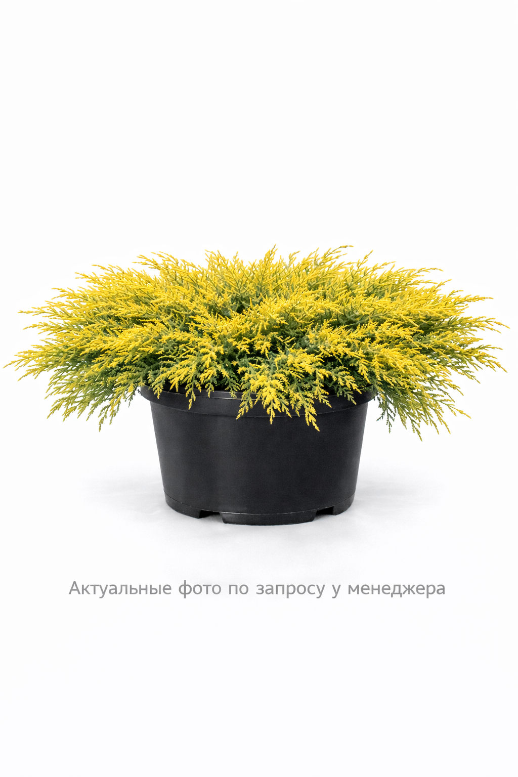 Можжевельник средний Олд Голд