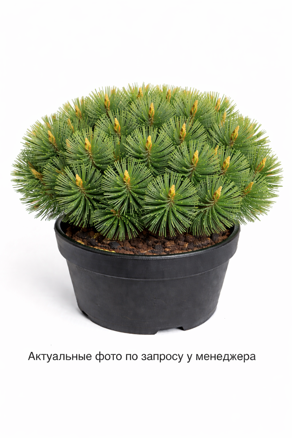 Сосна горная Варелла