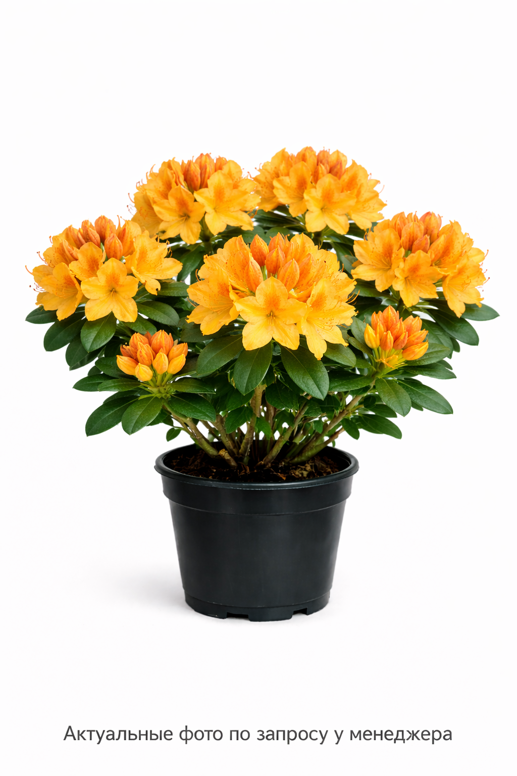 Рододендрон (AK) Klondyke, (2024 год)