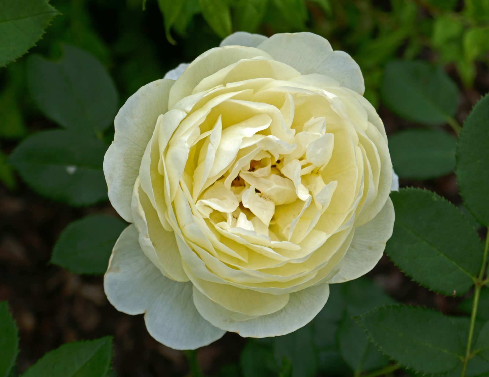 Роза Ванесса Белл