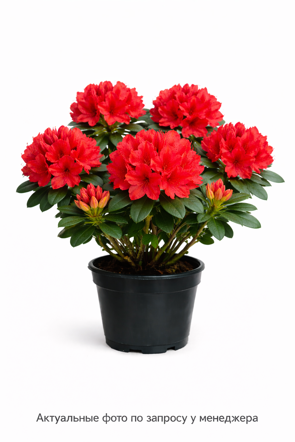 Рододендрон (AK) Satan, (2024 год)