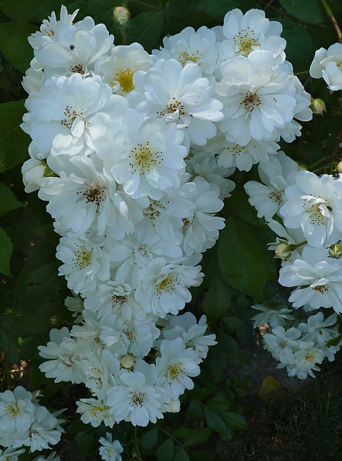 Роза Гирлянд де Амур