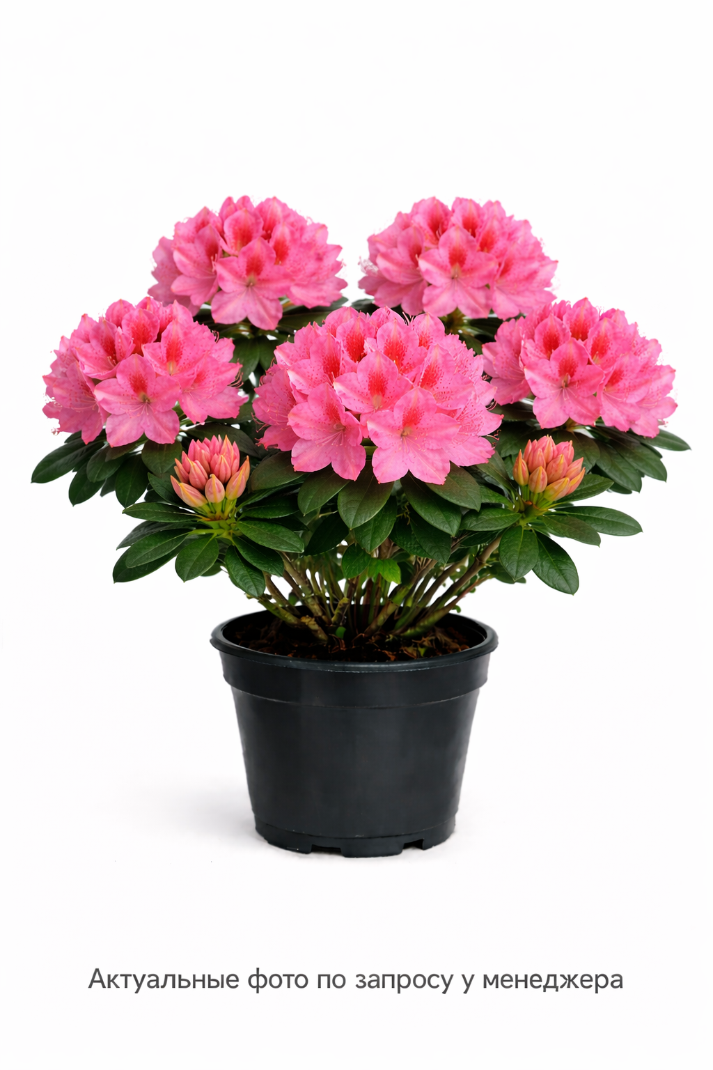 Рододендрон Haaga, (2024 год)