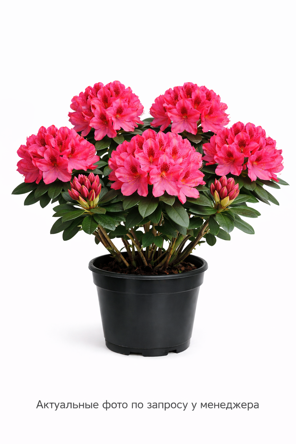 Рододендрон Helsinki University, (2024 год)