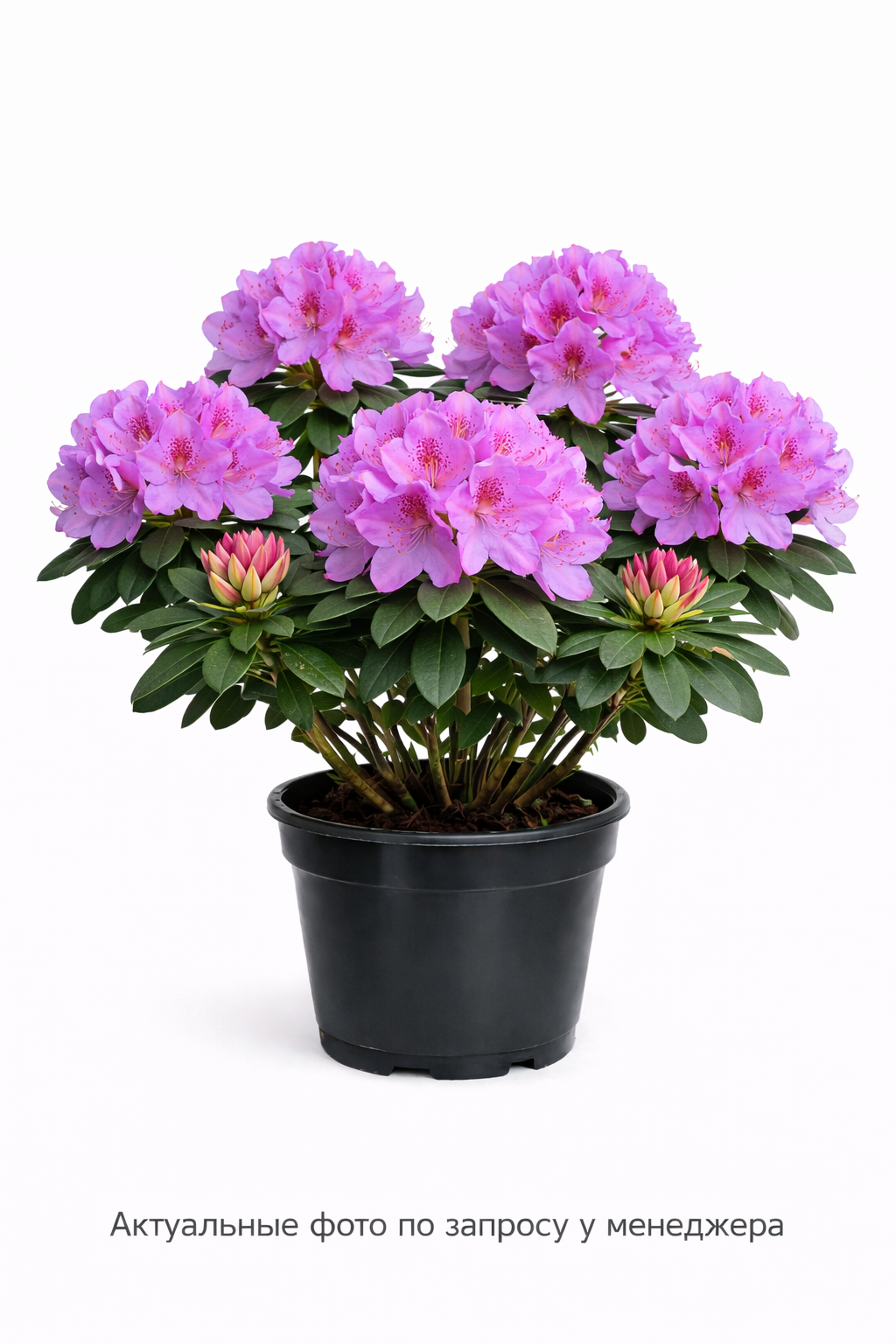 Рододендрон PJM Elite, (2024 год)