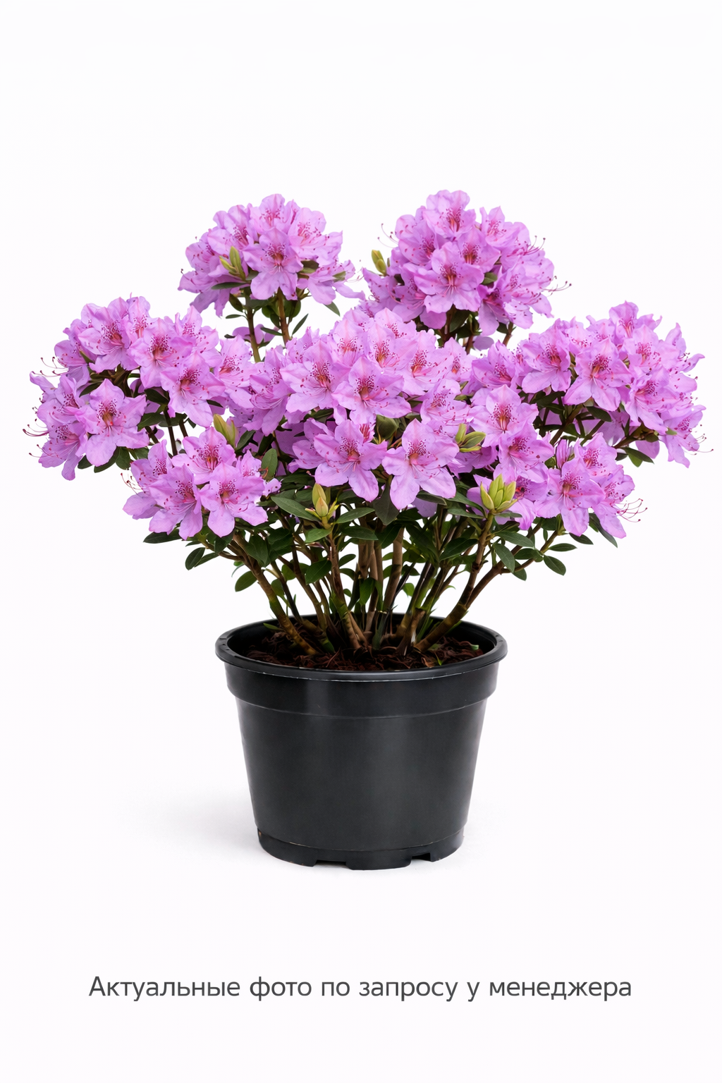 Рододендрон канадский, (2024 год)