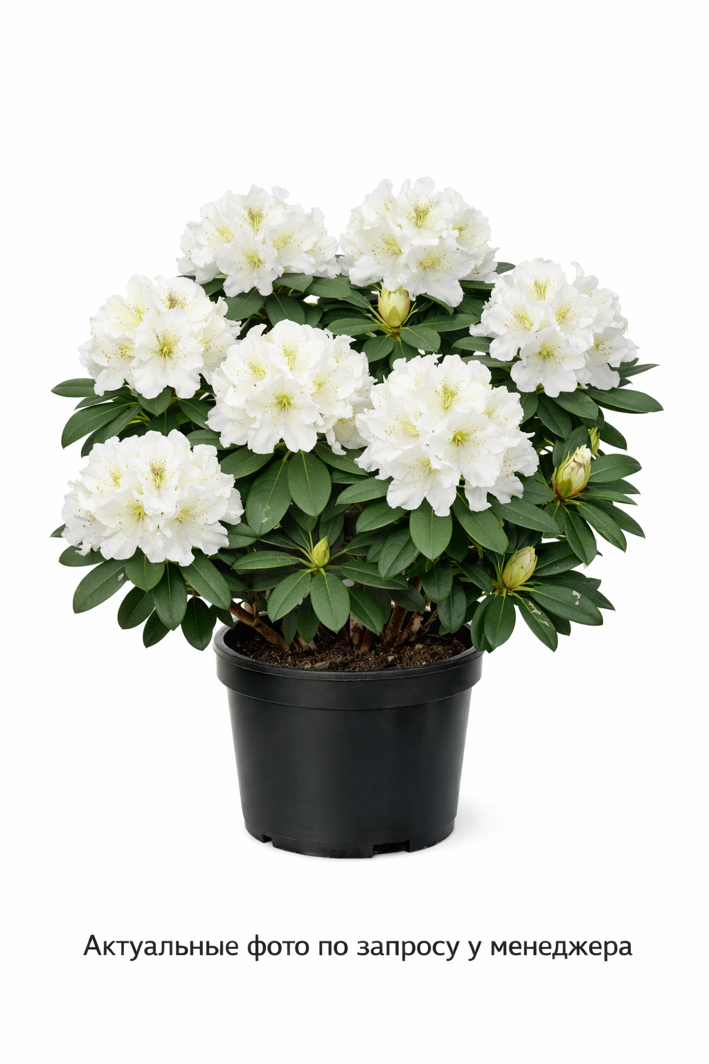 Рододендрон плотный Album, (2024 год)