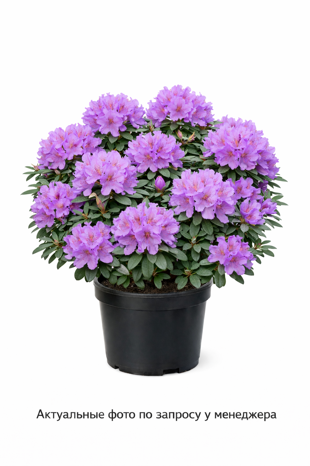 Рододендрон плотный Ramapo, (2024 год)