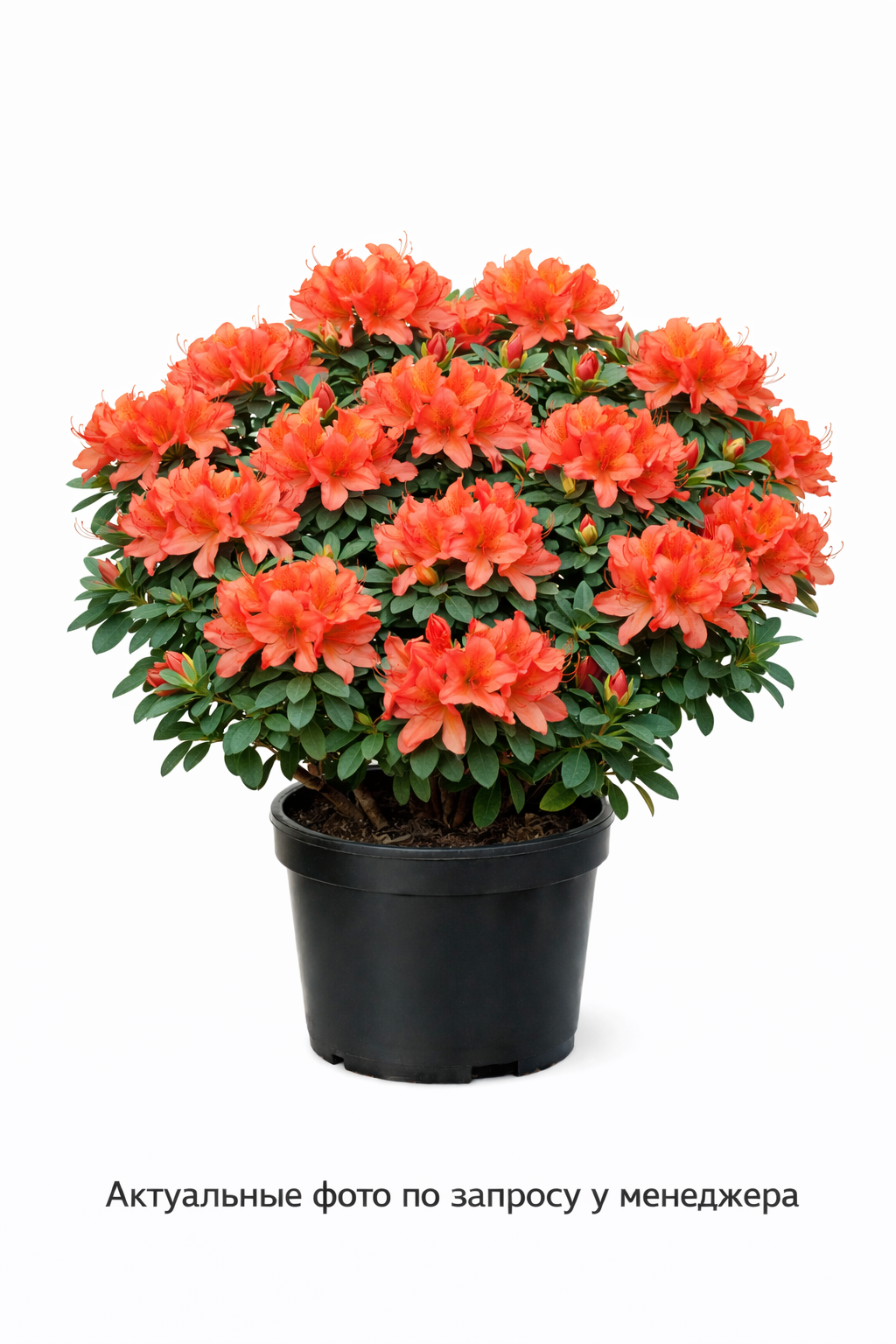 Рододендрон японский, (2024 год)