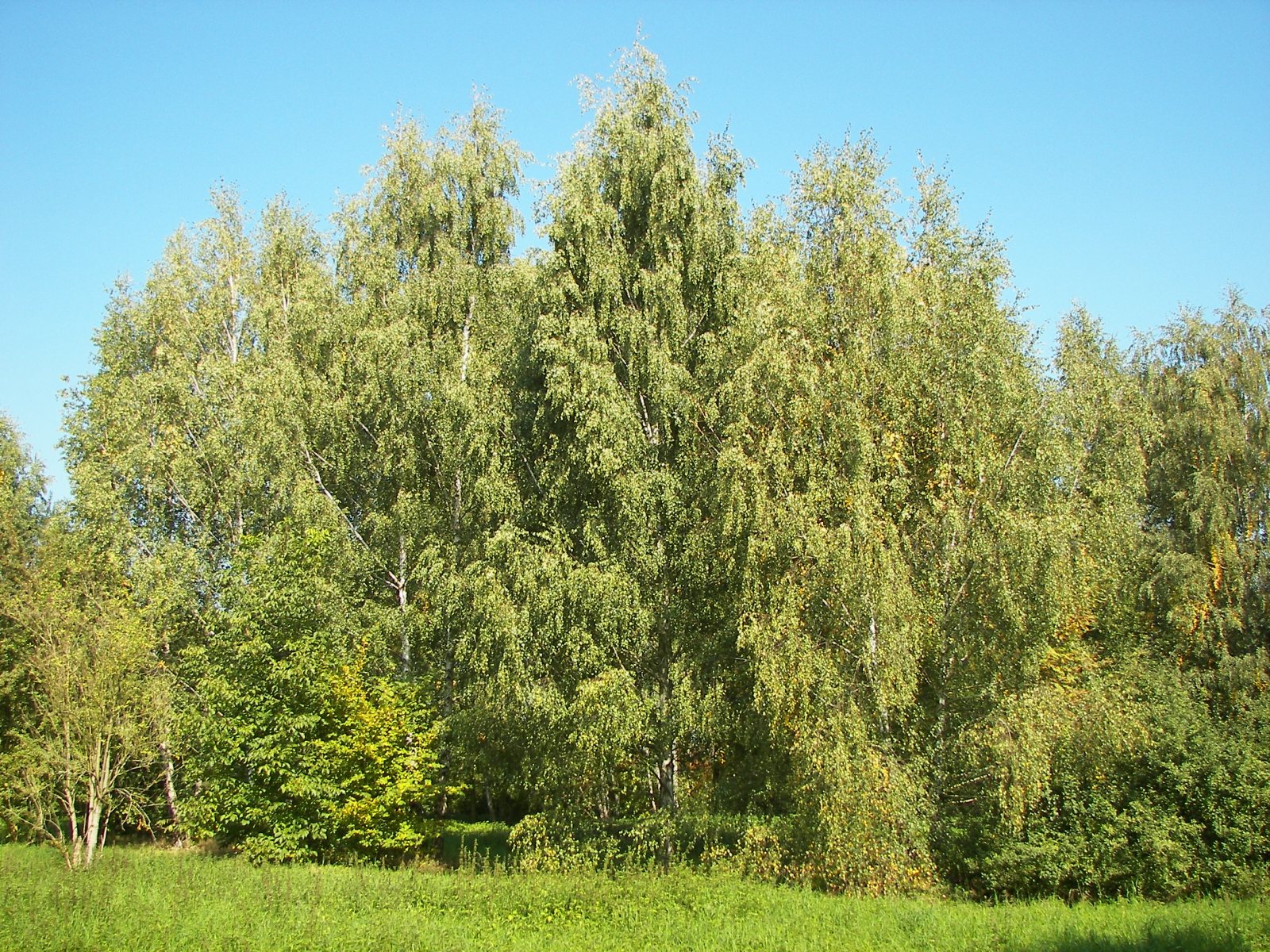 Берёза повислая