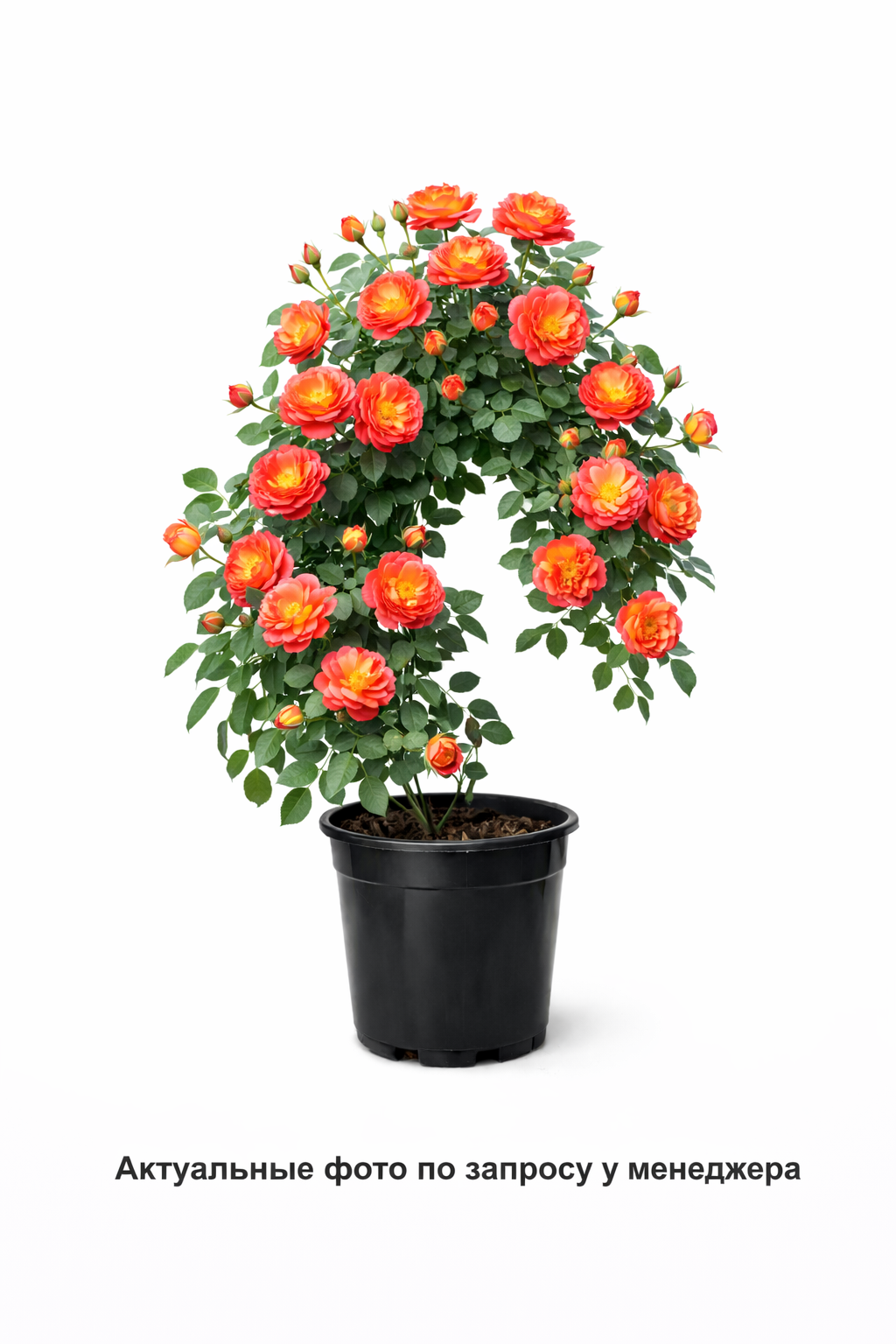 Роза Gebruder Grimm (Флорибунда)