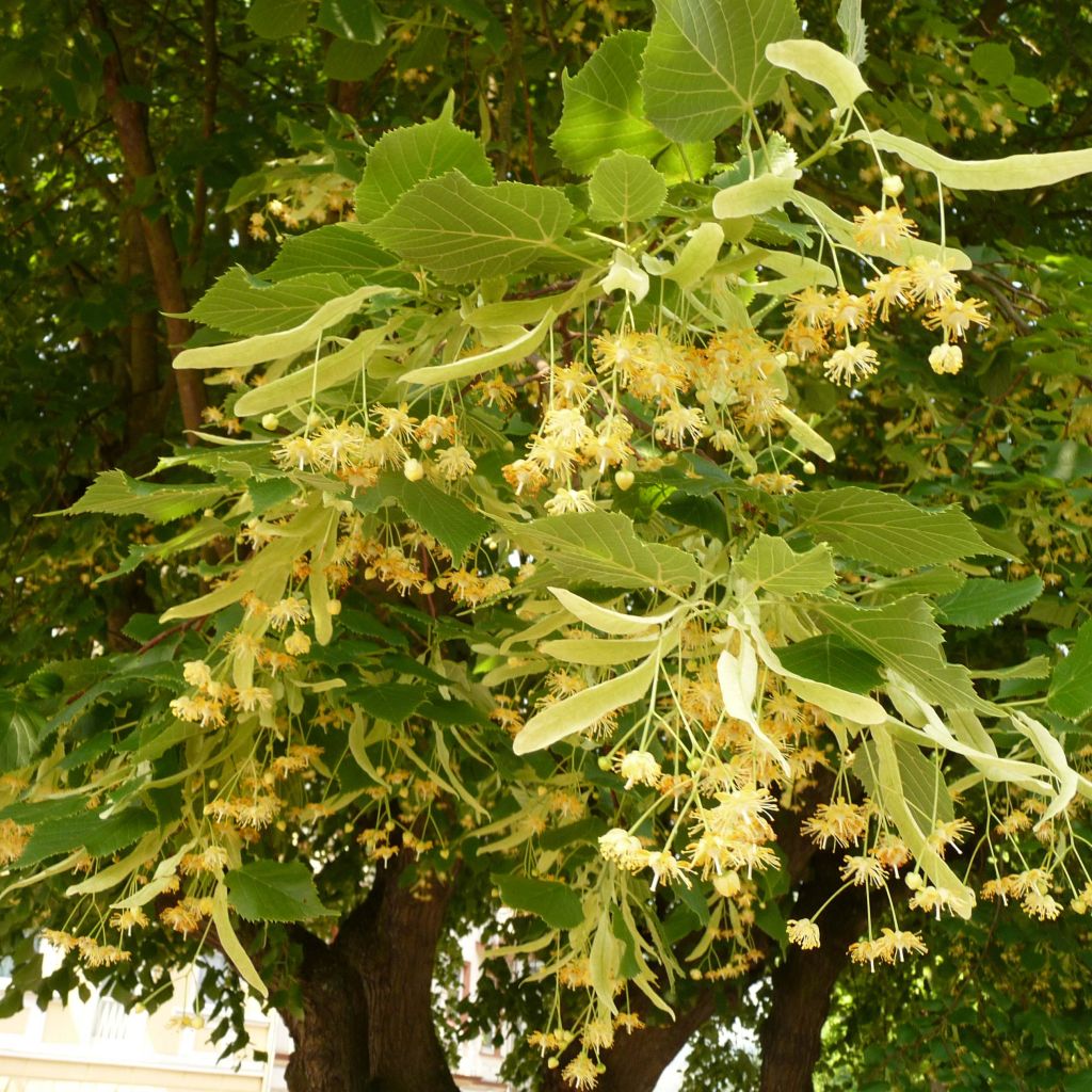 Липа крупнолистная Рубра