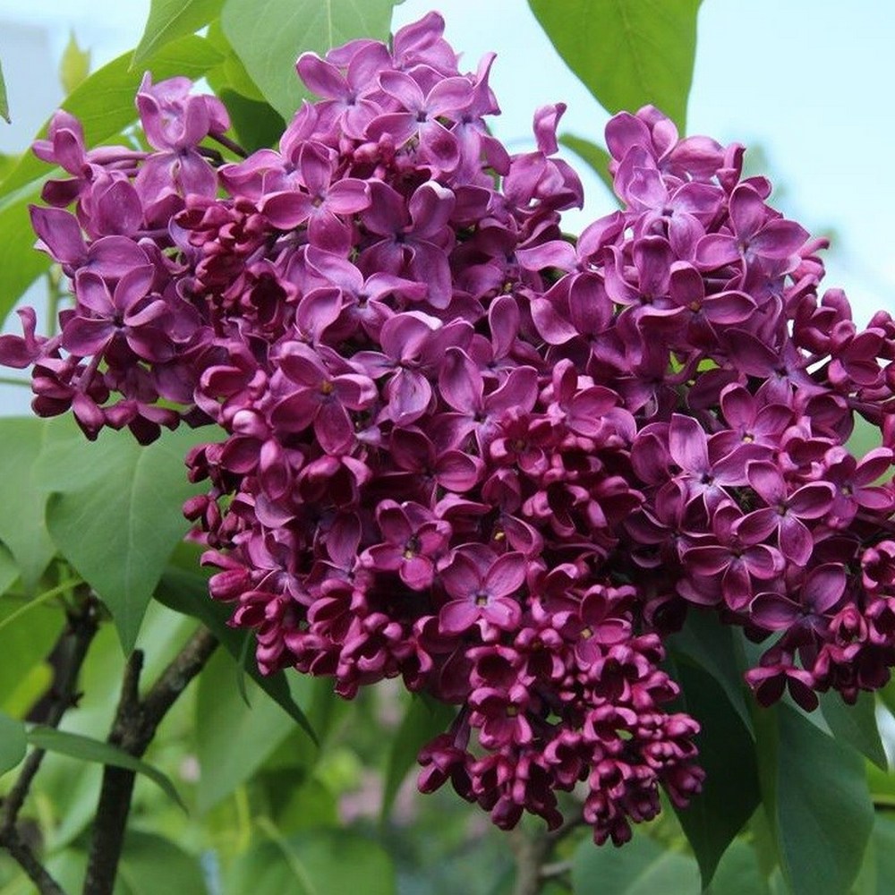 Сирень Анна Шиач