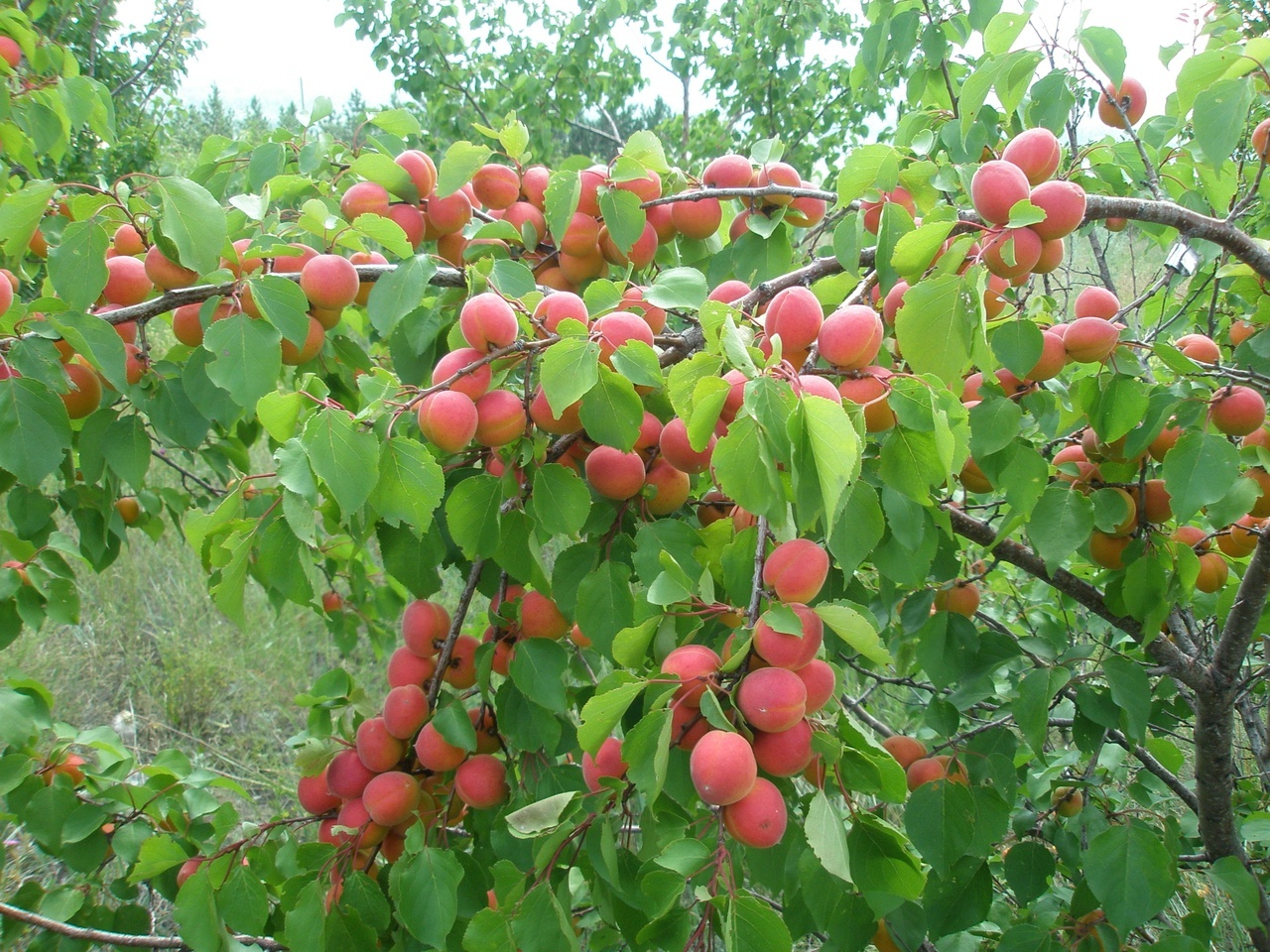 Абрикос Краснощекий