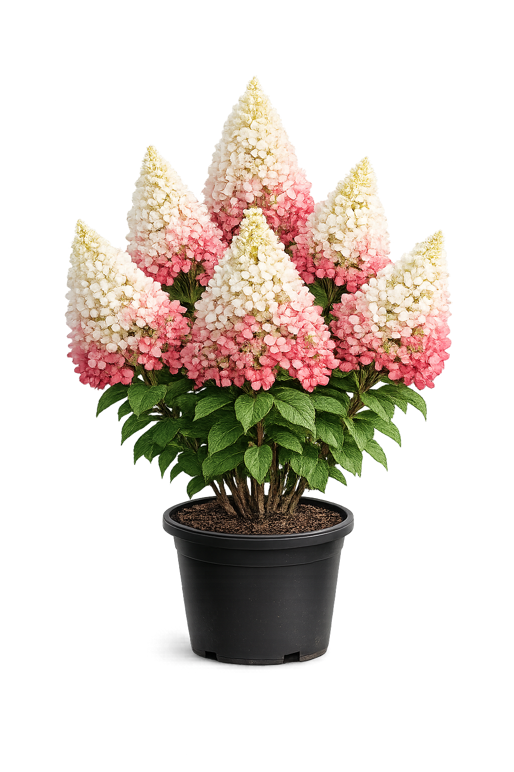 гортензия метельчатая вимс ред