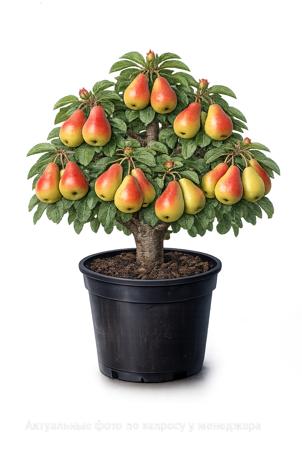 груша талгарская красавица (осенний)