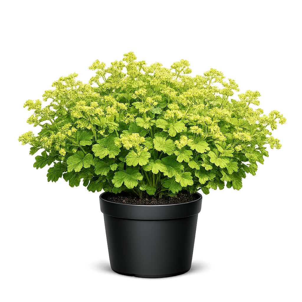 манжетка мягкая