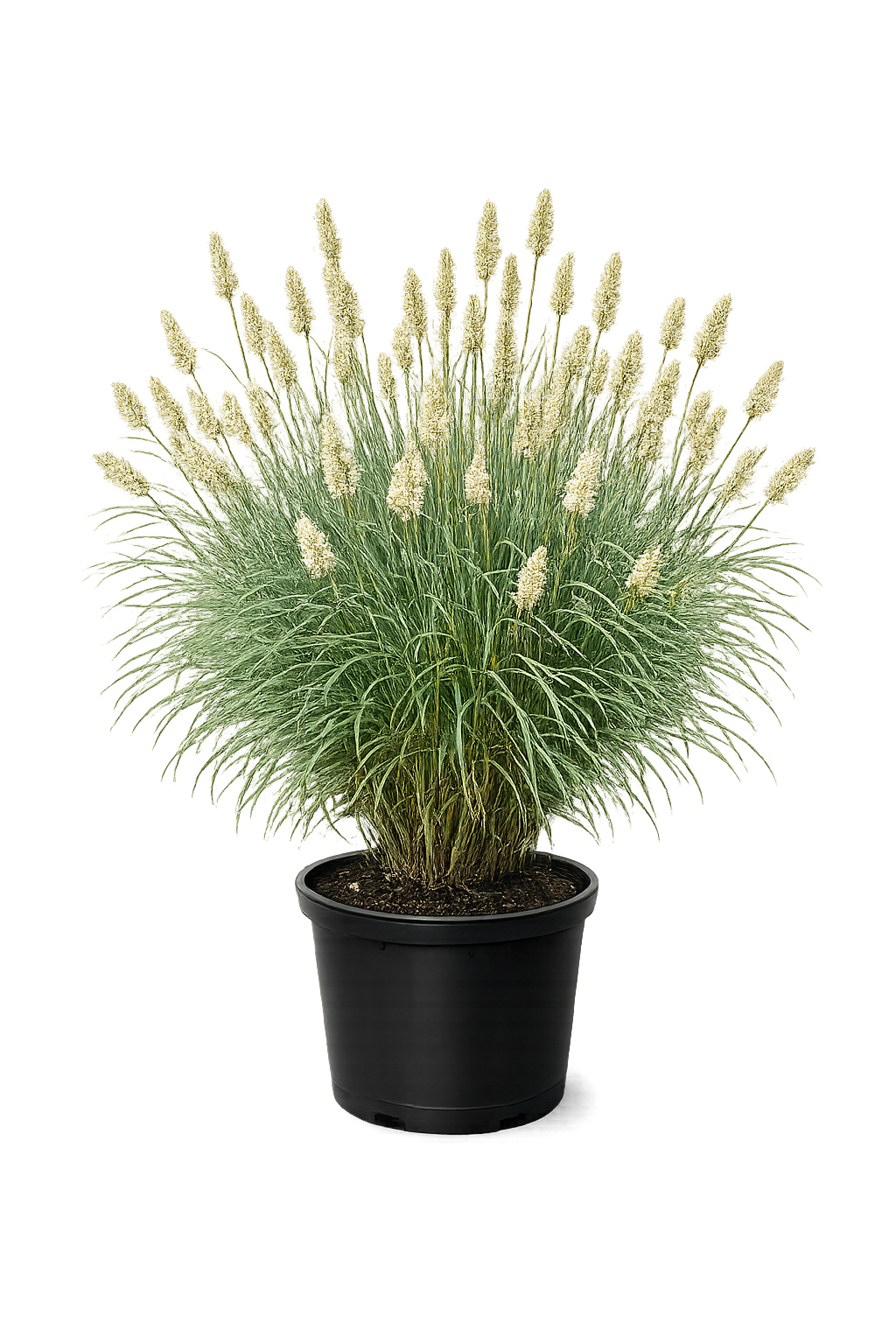 сеслерия голубая