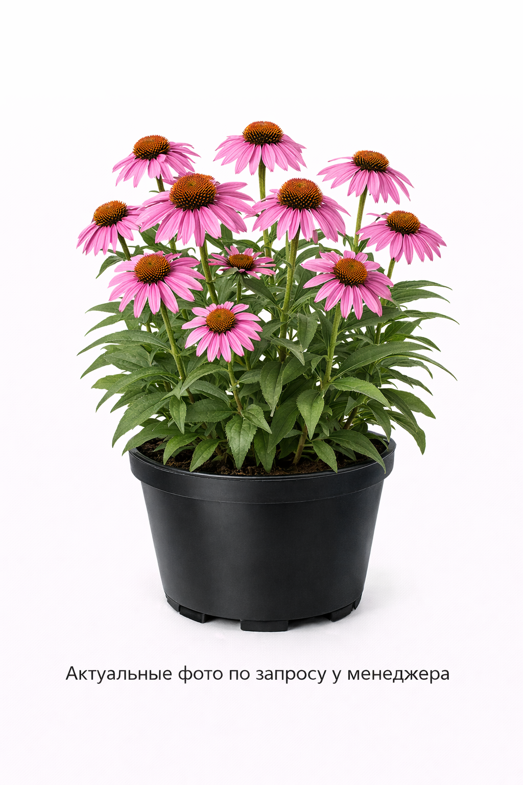 эхинацея пурп. примадонна дип роуз