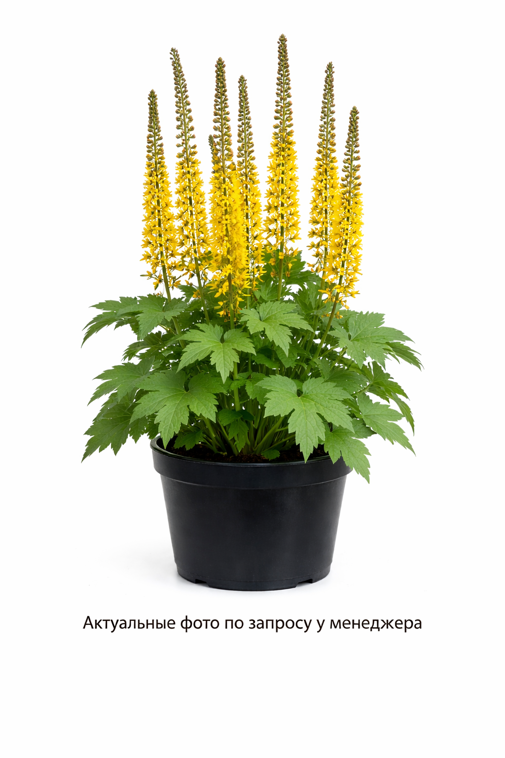 Бузульник Пржевальского  (LIGULARIA przewalskii)