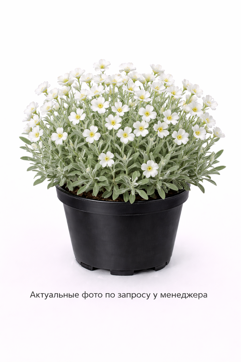 Ясколка войлочная (CERASTIUM tomentosum)