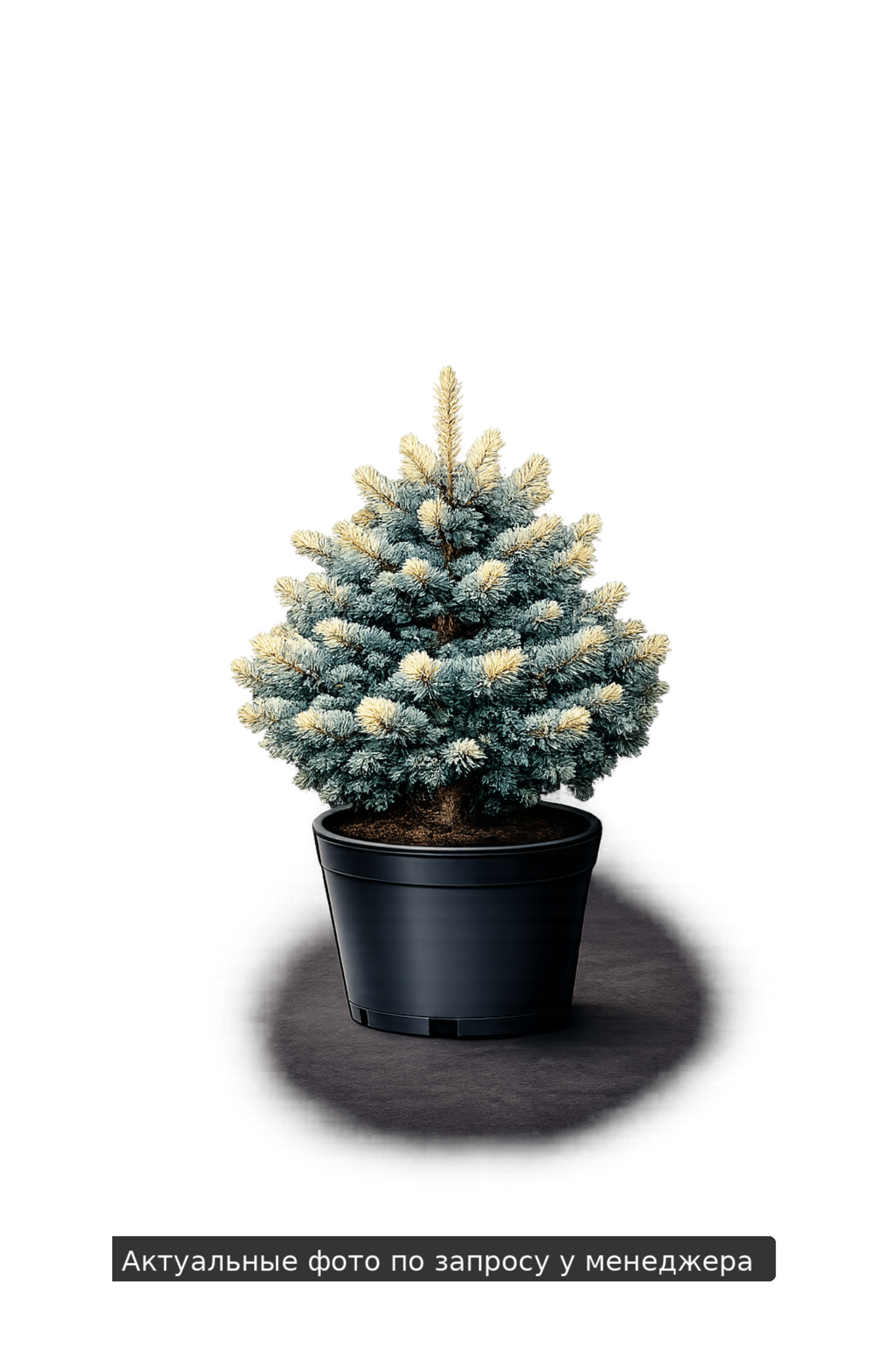 Ель колючая  Белобок