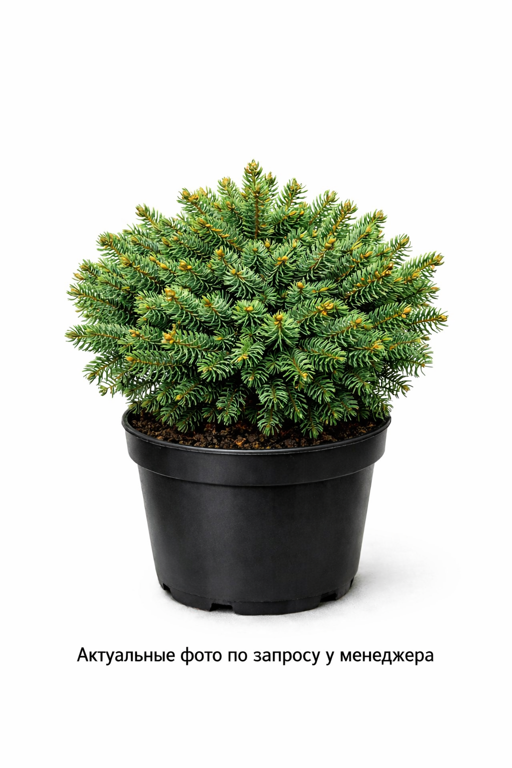 Ель обыкновенная Компакта