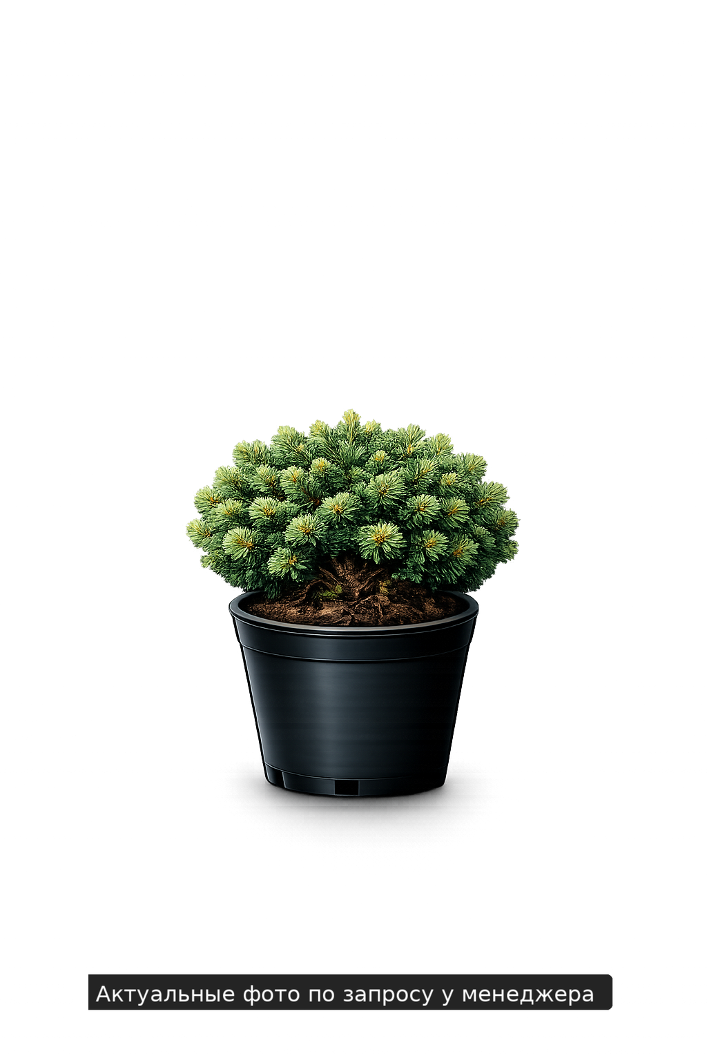 Ель обыкновенная Литтл Джем