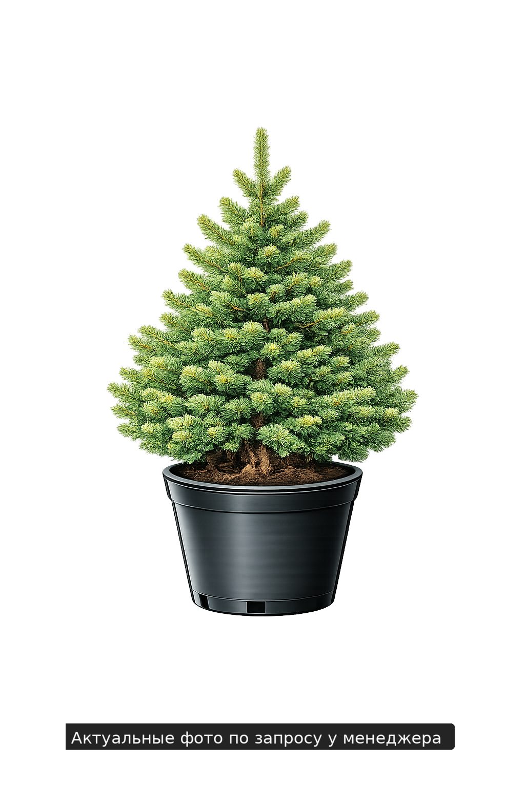 Ель обыкновенная Экцельса