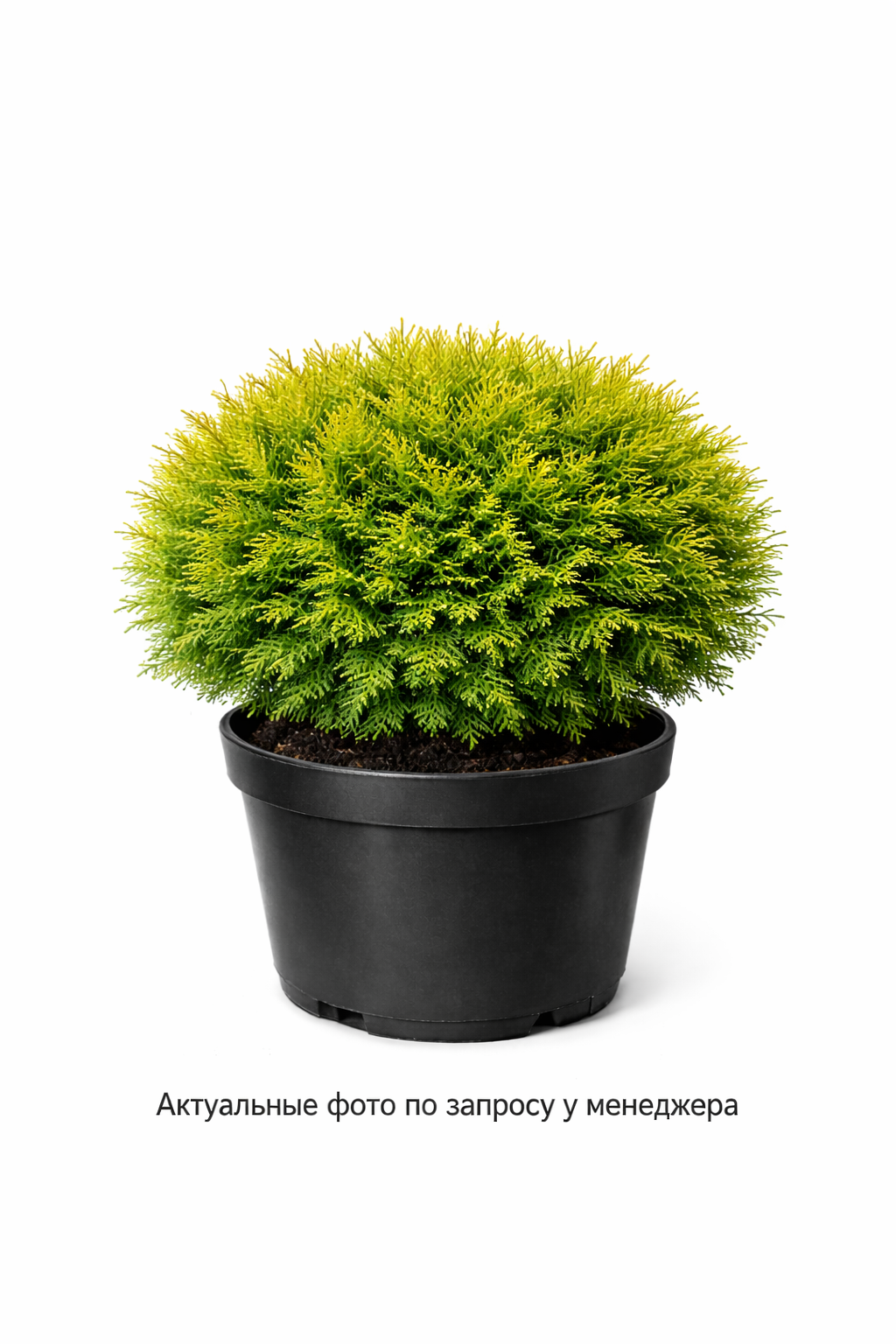 Туя западная "Реинголд", "Хосери"