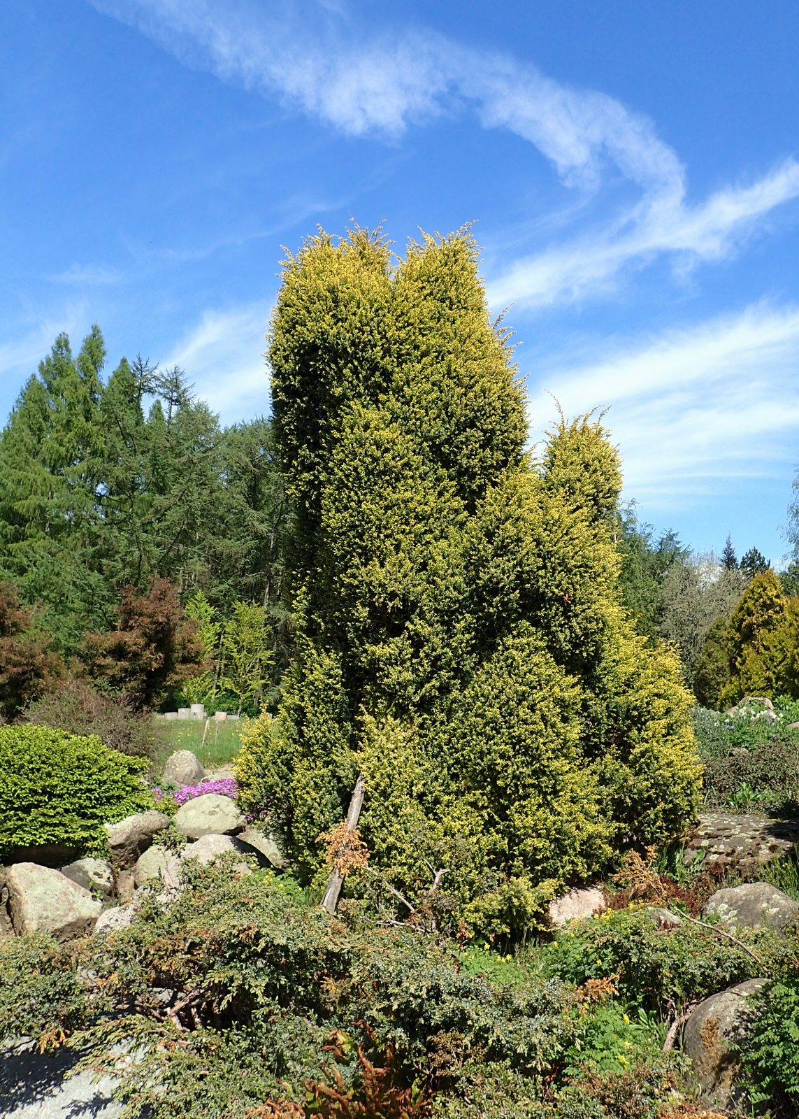 Можжевельник обыкновенный Голд Коне