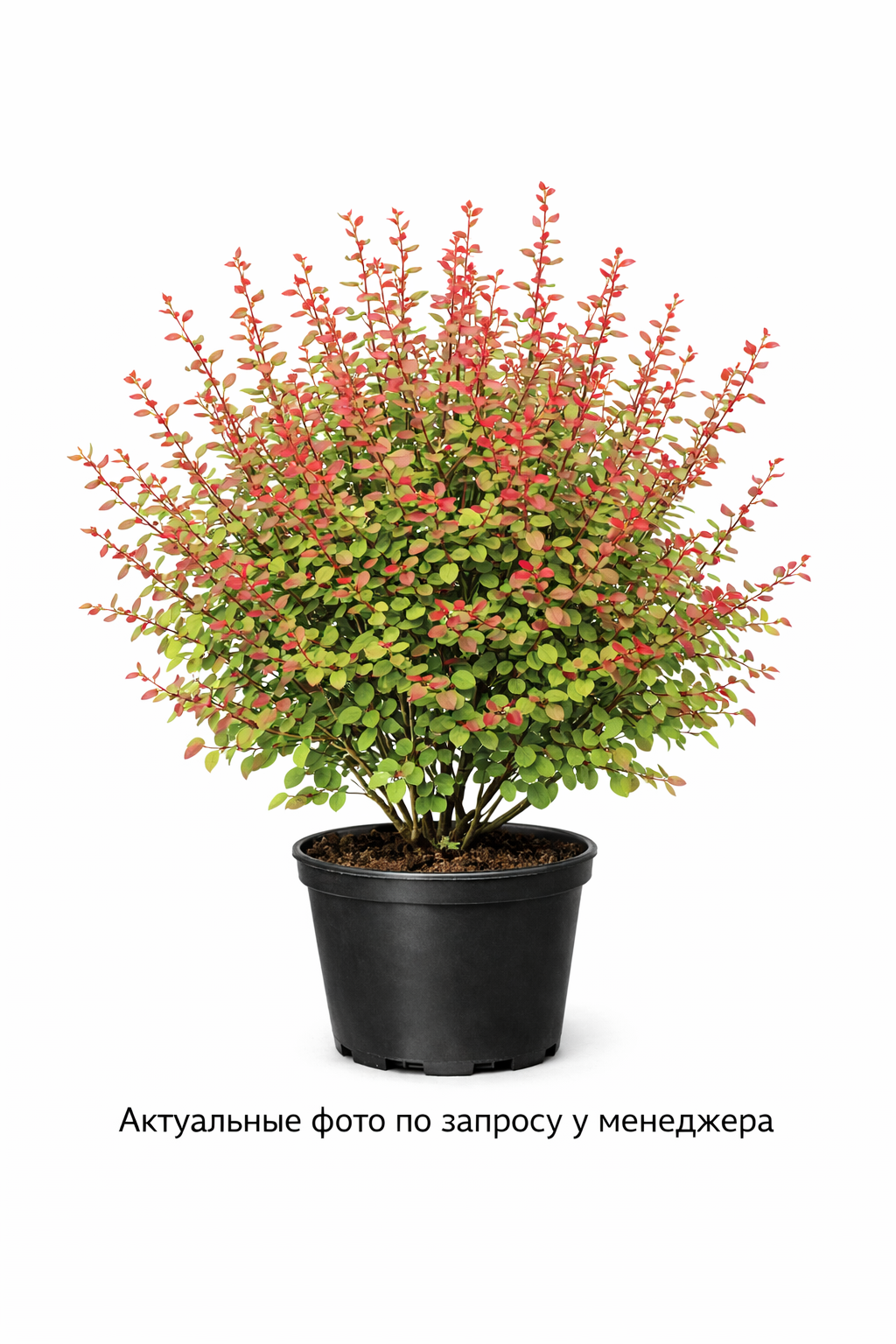 Барбарис Тунберга "МИКС"