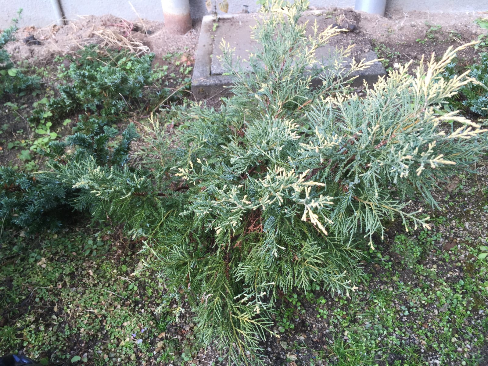 Можжевельник средний Олд Голд