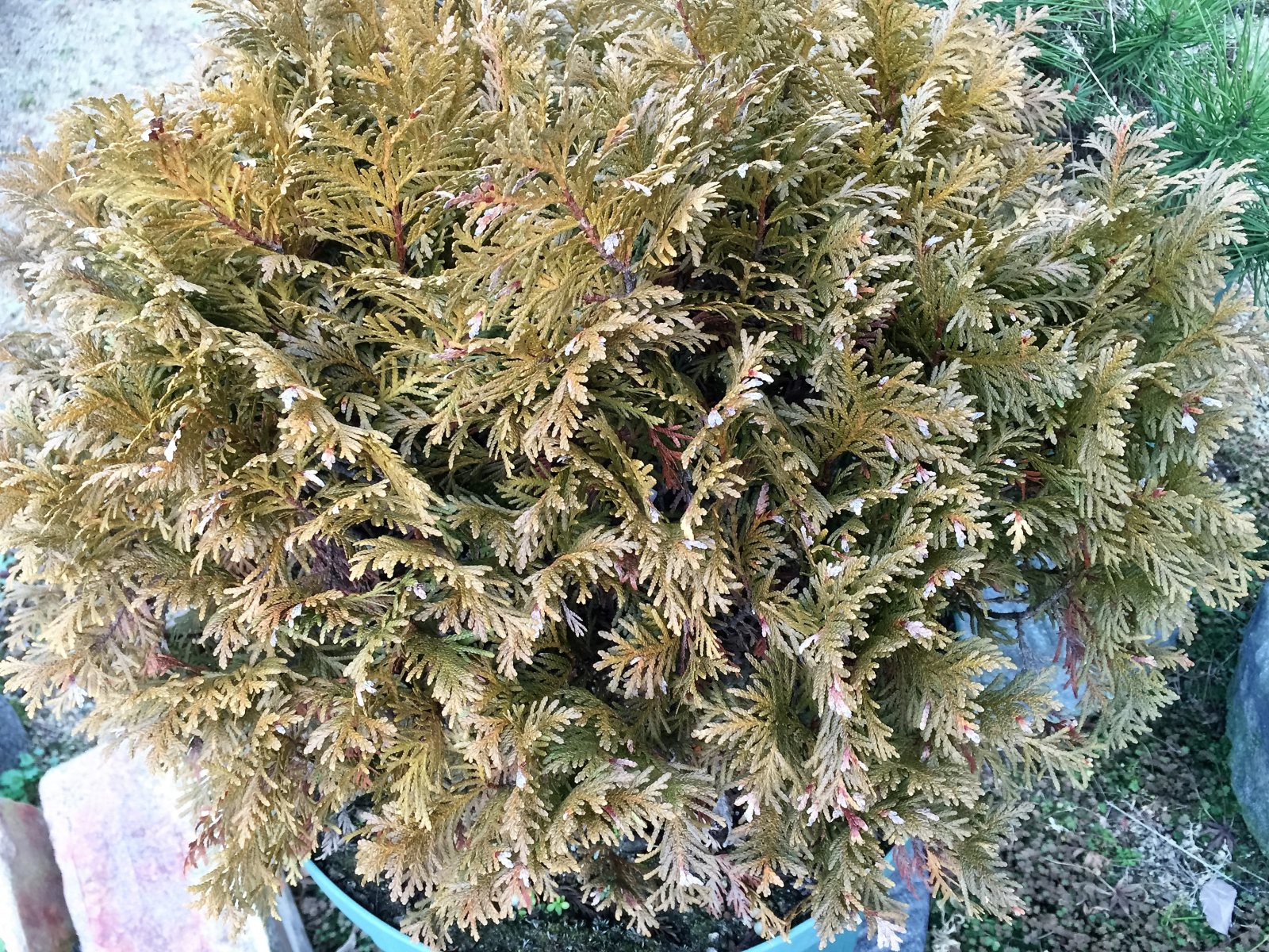 Туя западная Вудварди