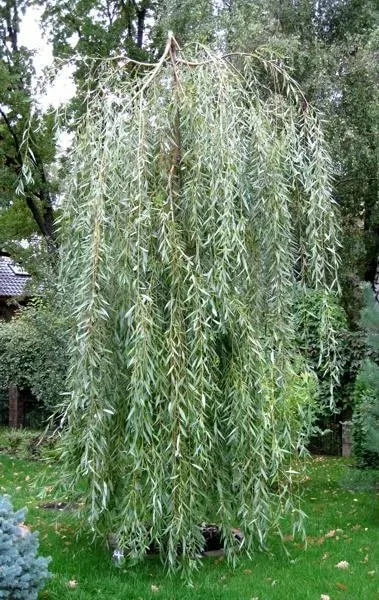 Ива Свердловская Плакучая