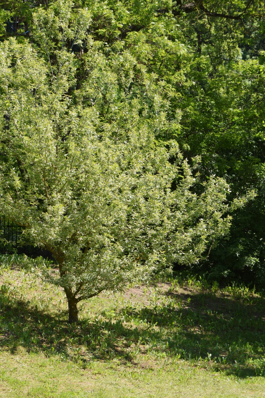 Клен ясенелистный Фламинго