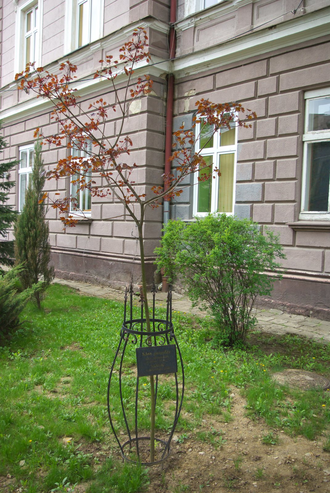 Клён остролистный Кримсон Сентри