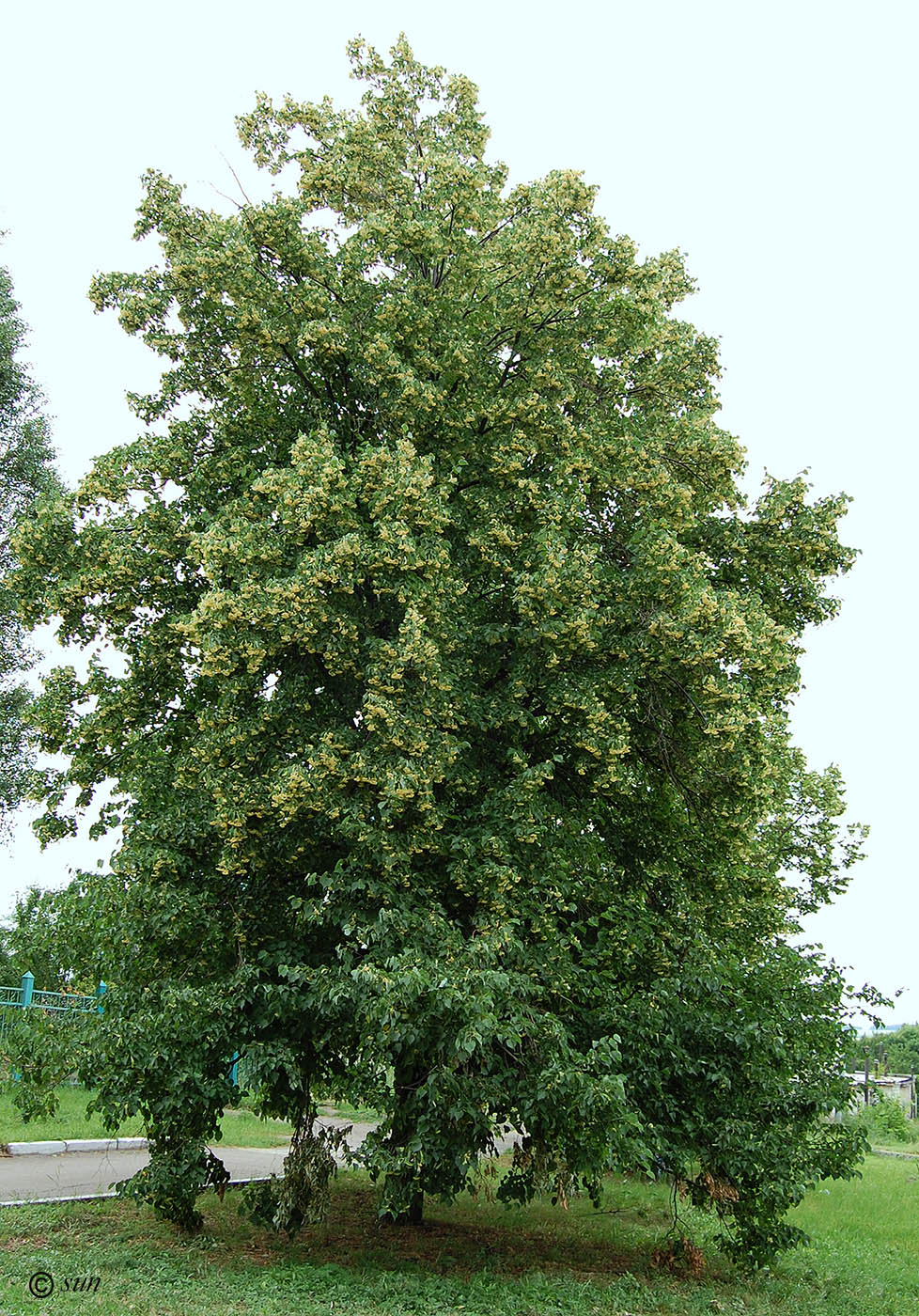 Липа амурская