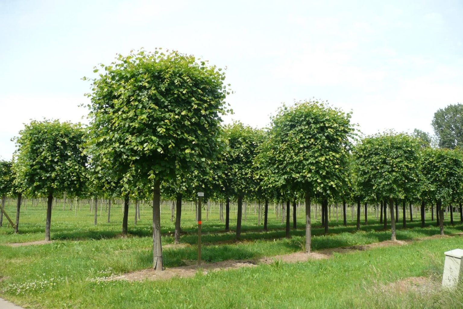 Липа европейская Паллида
