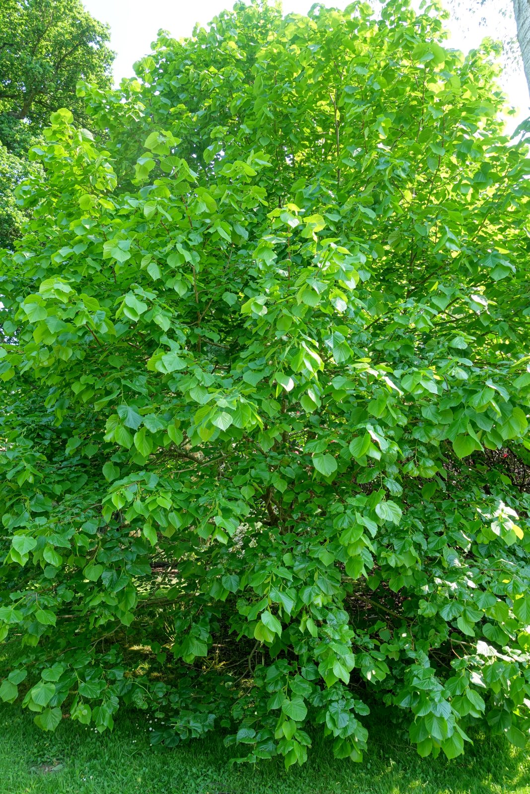 Липа крупнолистная