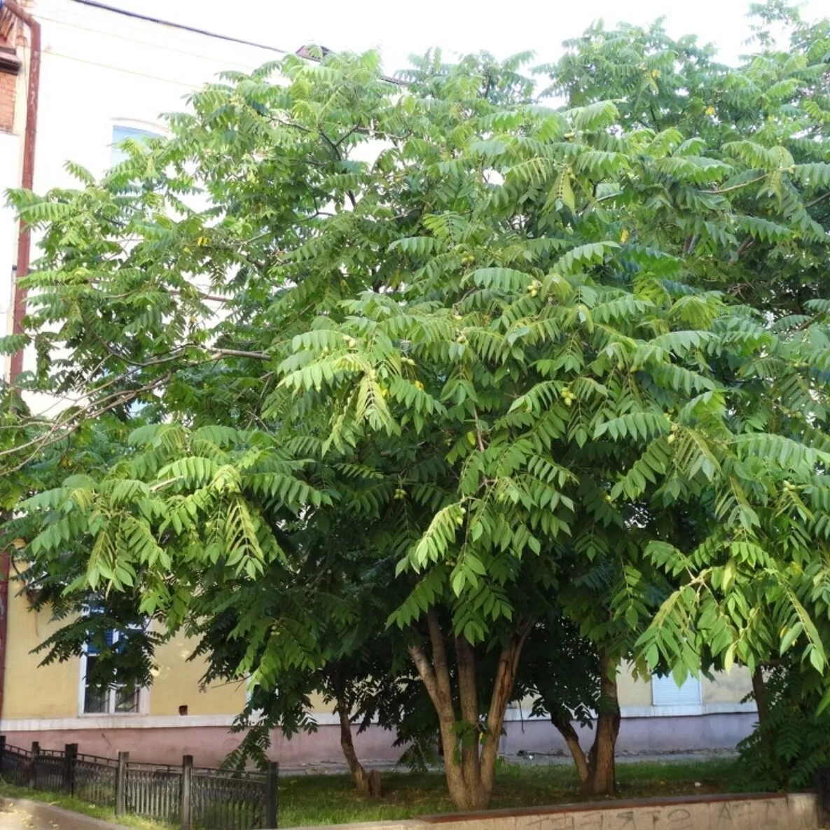 Орех маньчжурский