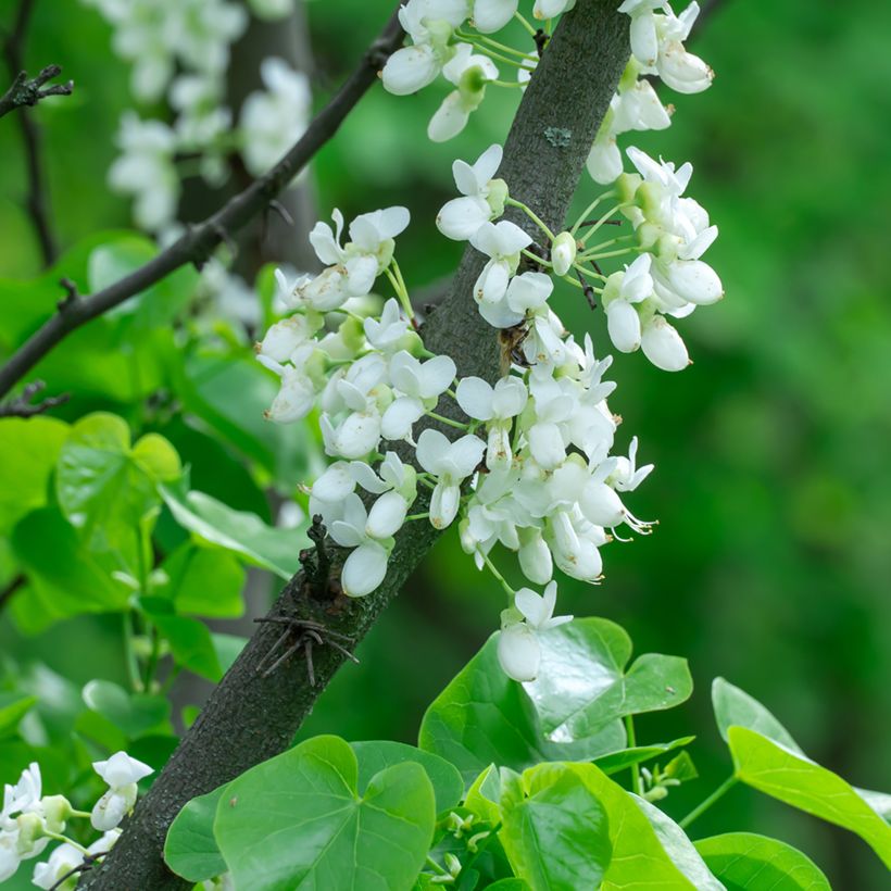 Церцис китайский Широбана