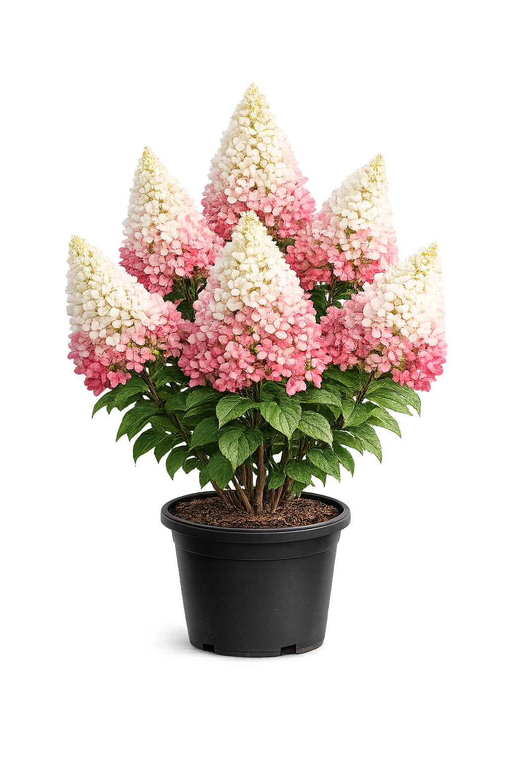 Гортензия метельчатая "Граффити"